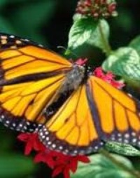 Picture for Integral Self & LIfe Package package